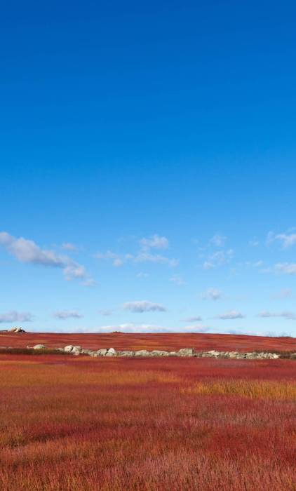 Rolling,Blueberry,Fields,In,Maine,In,The,Winter,Months.