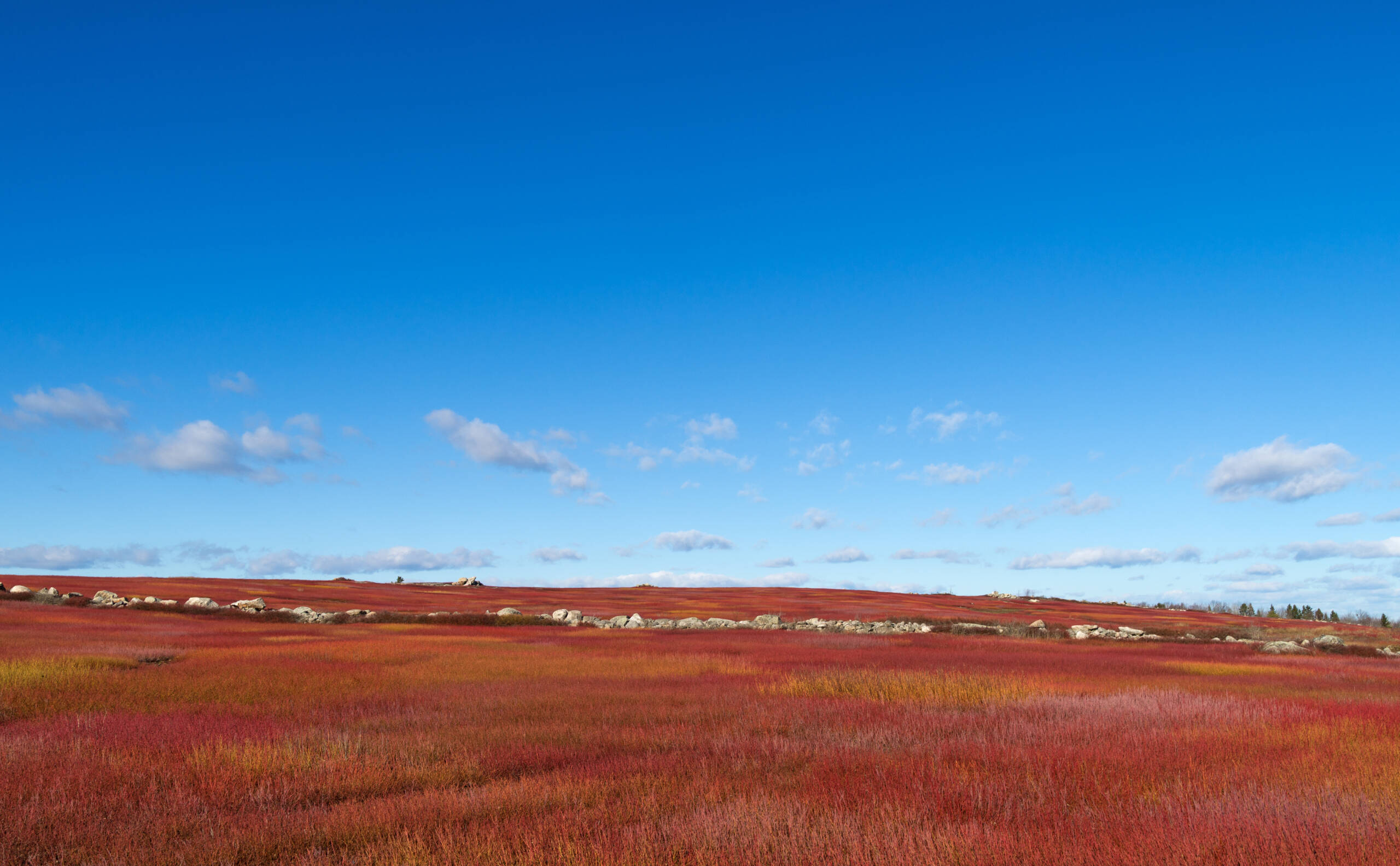 Rolling,Blueberry,Fields,In,Maine,In,The,Winter,Months.